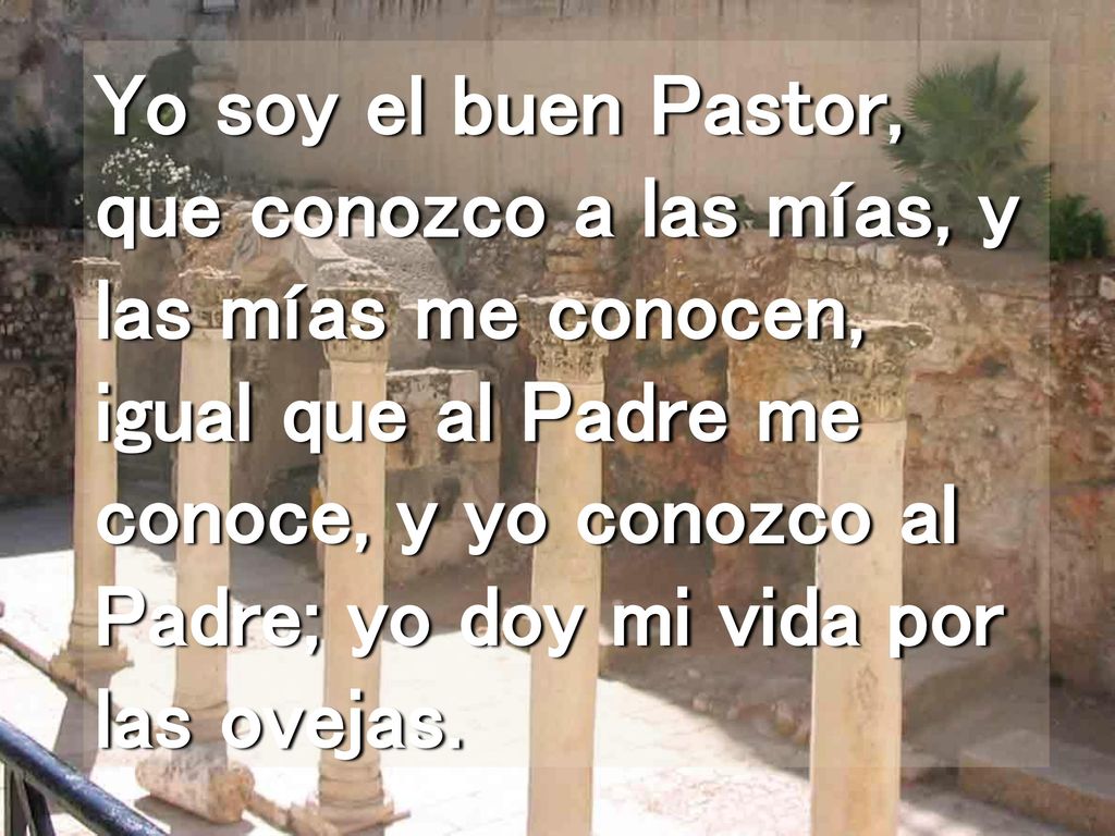 Yo soy el buen Pastor, que conozco a las mías, y las mías me conocen, igual que al Padre me conoce, y yo conozco al Padre; yo doy mi vida por las ovejas.