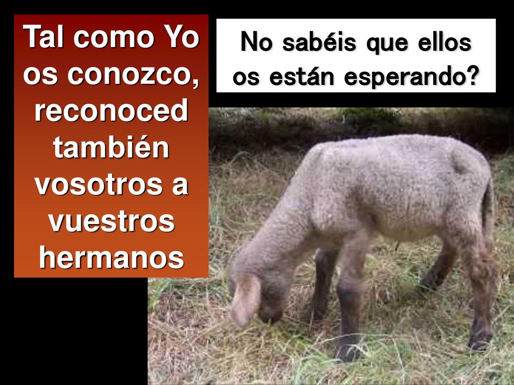 Tal como Yo os conozco, reconoced también vosotros a vuestros hermanos