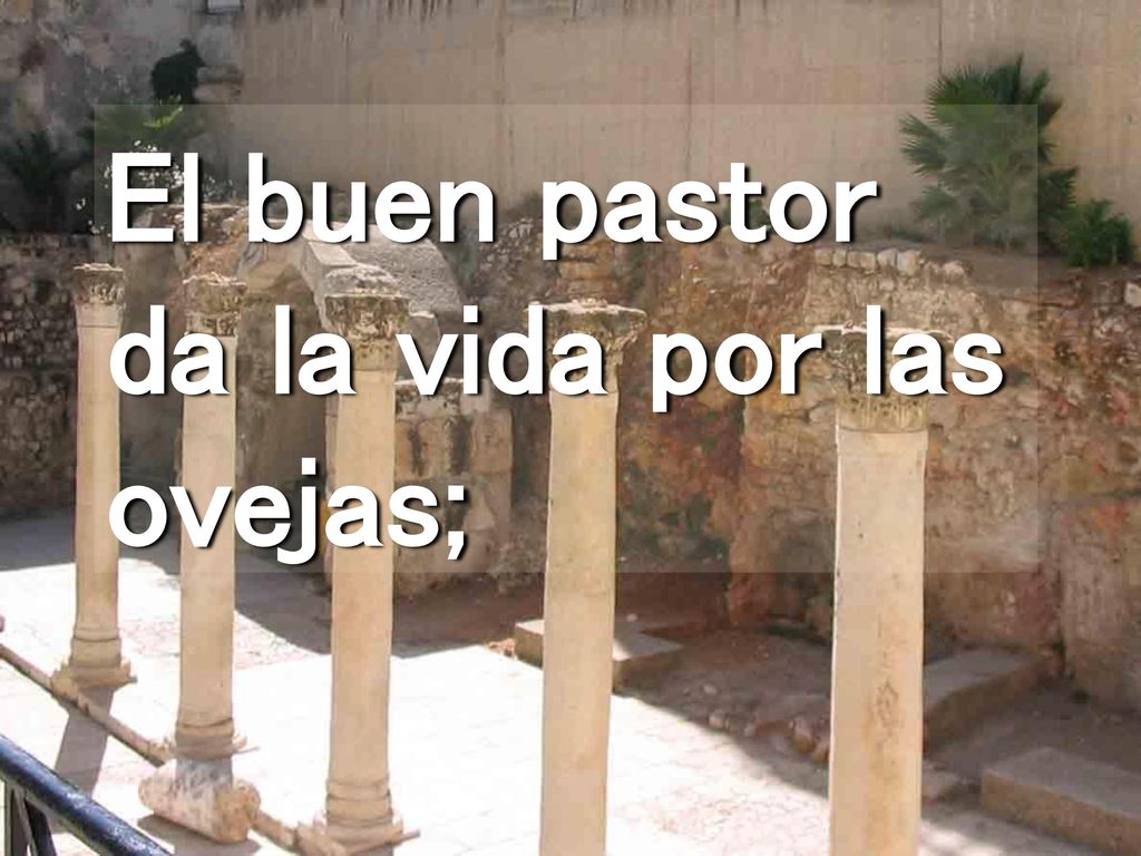 El buen pastor da la vida por las ovejas;