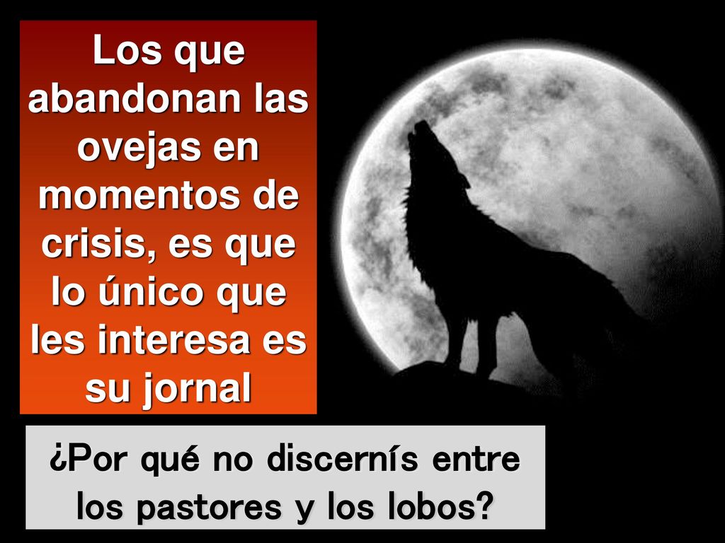 ¿Por qué no discernís entre los pastores y los lobos