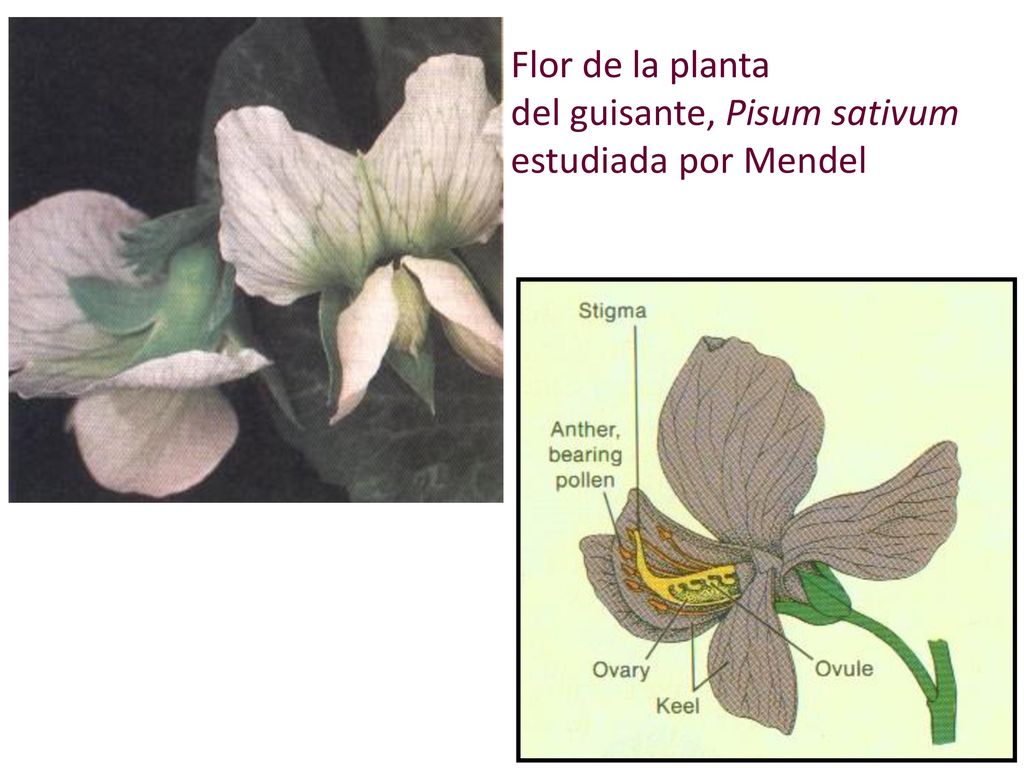 Flor de la planta del guisante, Pisum sativum estudiada por Mendel
