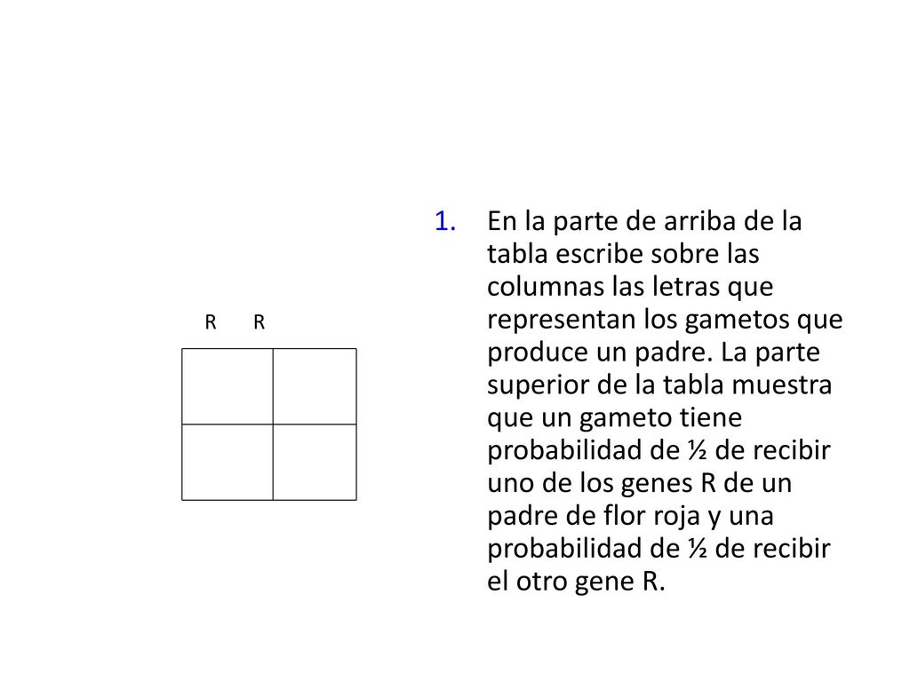 En la parte de arriba de la tabla escribe sobre las columnas las letras que representan los gametos que produce un padre. La parte superior de la tabla muestra que un gameto tiene probabilidad de ½ de recibir uno de los genes R de un padre de flor roja y una probabilidad de ½ de recibir el otro gene R.