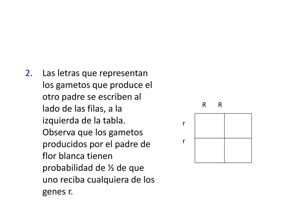 Las letras que representan los gametos que produce el otro padre se escriben al lado de las filas, a la izquierda de la tabla. Observa que los gametos producidos por el padre de flor blanca tienen probabilidad de ½ de que uno reciba cualquiera de los genes r.