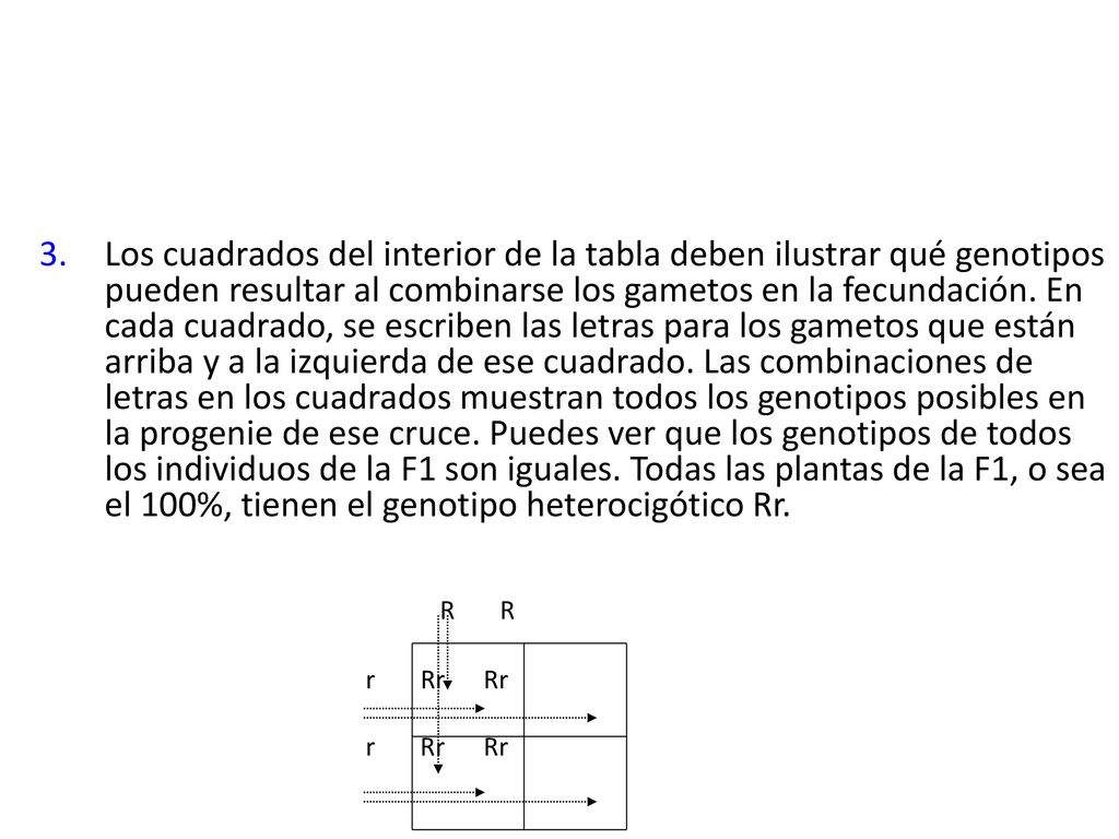 Los cuadrados del interior de la tabla deben ilustrar qué genotipos pueden resultar al combinarse los gametos en la fecundación. En cada cuadrado, se escriben las letras para los gametos que están arriba y a la izquierda de ese cuadrado. Las combinaciones de letras en los cuadrados muestran todos los genotipos posibles en la progenie de ese cruce. Puedes ver que los genotipos de todos los individuos de la F1 son iguales. Todas las plantas de la F1, o sea el 100%, tienen el genotipo heterocigótico Rr.