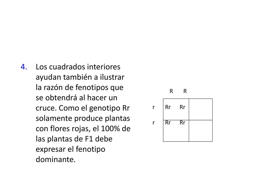 Los cuadrados interiores ayudan también a ilustrar la razón de fenotipos que se obtendrá al hacer un cruce. Como el genotipo Rr solamente produce plantas con flores rojas, el 100% de las plantas de F1 debe expresar el fenotipo dominante.