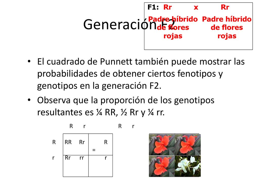 Generación F2 El cuadrado de Punnett también puede mostrar las probabilidades de obtener ciertos fenotipos y genotipos en la generación F2.