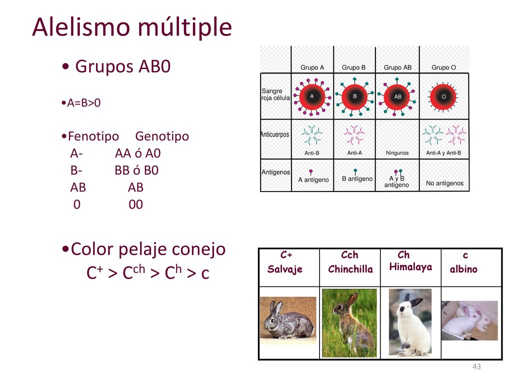 Alelismo múltiple Grupos AB0 Color pelaje conejo