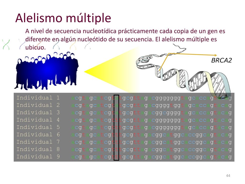 Alelismo múltiple BRCA2. Individual 1 acgtagcatcgtatgcgttagacgggggggtagcaccagtacag. Individual 2 acgtagcatcgtatgcgttagacggggtggtagcaccagtacag.