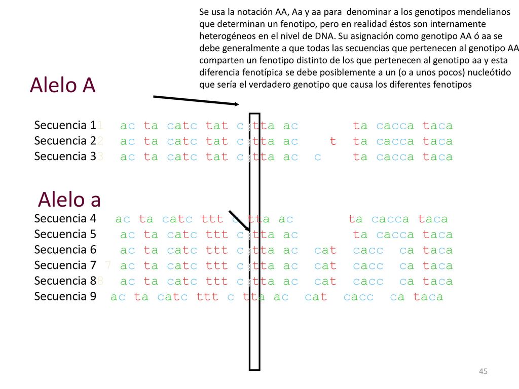 Se usa la notación AA, Aa y aa para denominar a los genotipos mendelianos que determinan un fenotipo, pero en realidad éstos son internamente heterogéneos en el nivel de DNA. Su asignación como genotipo AA ó aa se debe generalmente a que todas las secuencias que pertenecen al genotipo AA comparten un fenotipo distinto de los que pertenecen al genotipo aa y esta diferencia fenotípica se debe posiblemente a un (o a unos pocos) nucleótido que sería el verdadero genotipo que causa los diferentes fenotipos