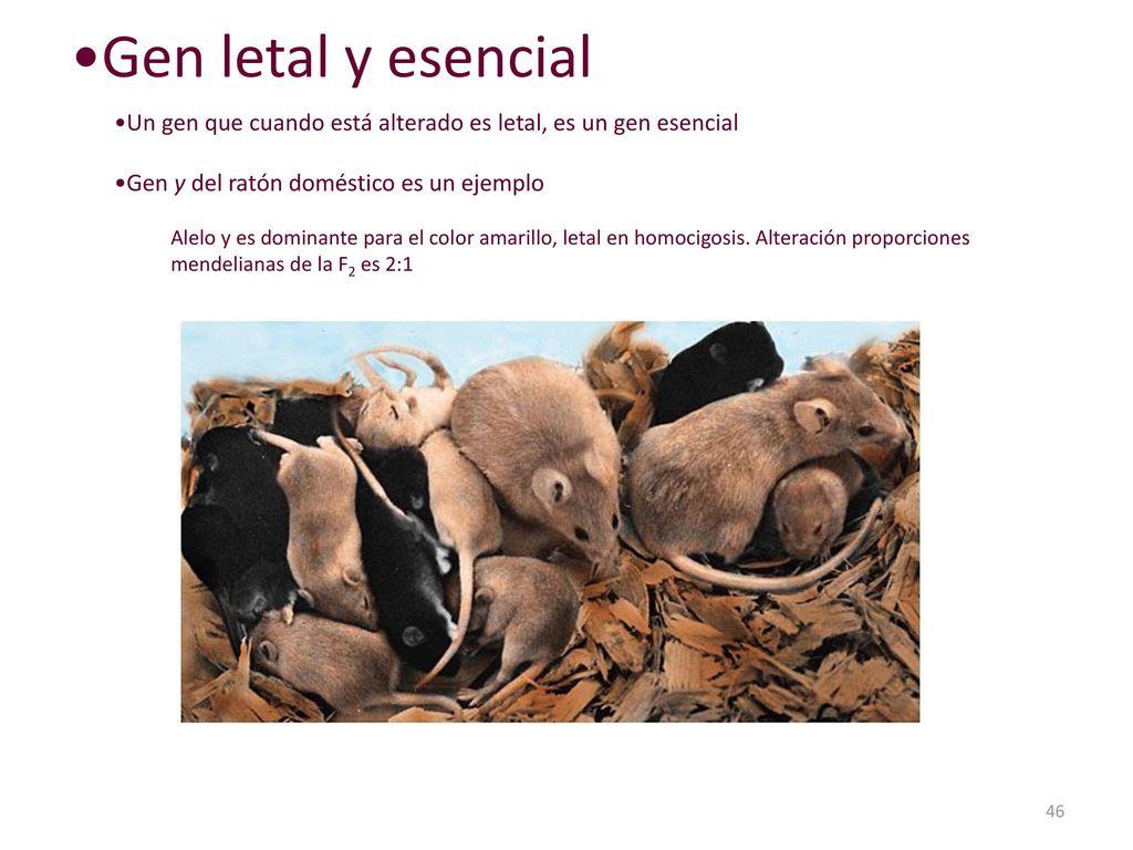 Gen letal y esencial Un gen que cuando está alterado es letal, es un gen esencial. Gen y del ratón doméstico es un ejemplo.