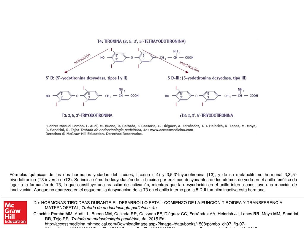 Fórmulas químicas de las dos hormonas yodadas del tiroides, tiroxina (T4) y 3,5,3 -triyodotironina (T3), y de su metabolito no hormonal 3,3 ,5 -triyodotironina (T3 inversa o rT3). Se indica cómo la desyodación de la tiroxina por enzimas desyodantes de los átomos de yodo en el anillo fenólico da lugar a la formación de T3, lo que constituye una reacción de activación, mientras que la desyodación en el anillo interno constituye una reacción de inactivación. Aunque no aparezca en el esquema, la desyodación de la T3 en el anillo interno por la 5 D-II también inactiva esta hormona.