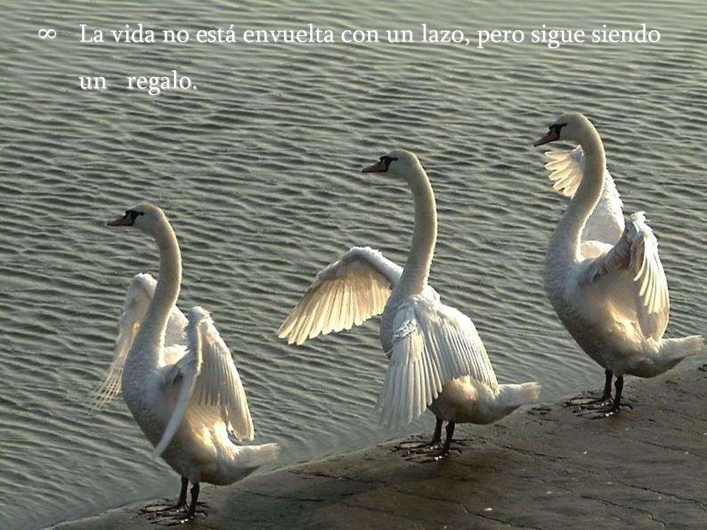 La vida no está envuelta con un lazo, pero sigue siendo un regalo.