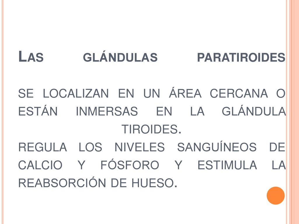 Las glándulas paratiroides se localizan en un área cercana o están inmersas en la glándula tiroides.