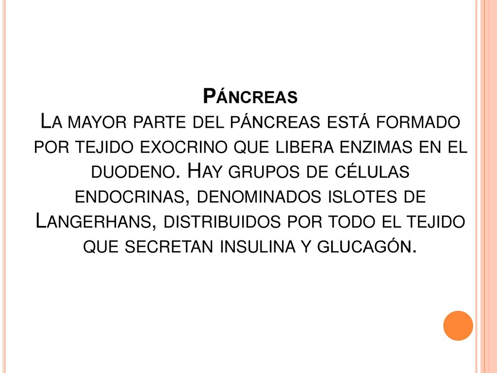 Páncreas La mayor parte del páncreas está formado por tejido exocrino que libera enzimas en el duodeno.