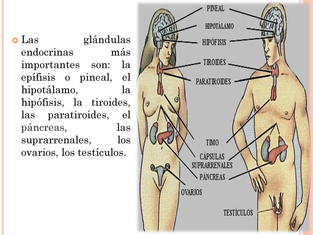 Las glándulas endocrinas más importantes son: la epífisis o pineal, el hipotálamo, la hipófisis, la tiroides, las paratiroides, el páncreas, las suprarrenales, los ovarios, los testículos.