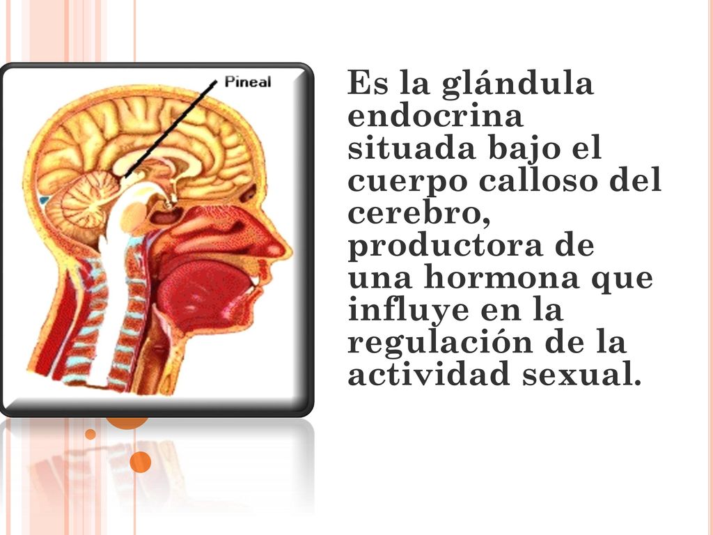 Es la glándula endocrina situada bajo el cuerpo calloso del cerebro, productora de una hormona que influye en la regulación de la actividad sexual.
