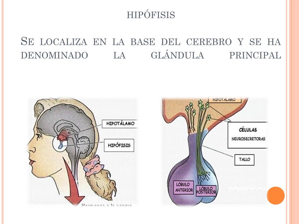 hipófisis Se localiza en la base del cerebro y se ha denominado la glándula principal