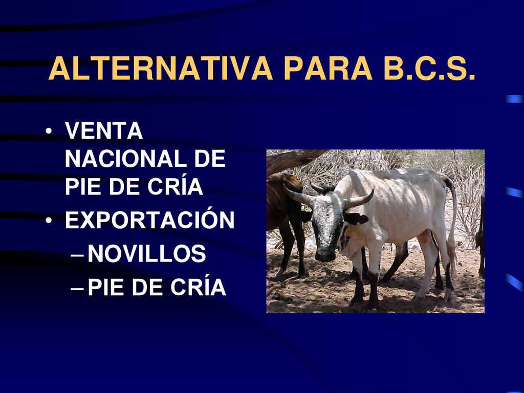 ALTERNATIVA PARA B.C.S. VENTA NACIONAL DE PIE DE CRÍA EXPORTACIÓN