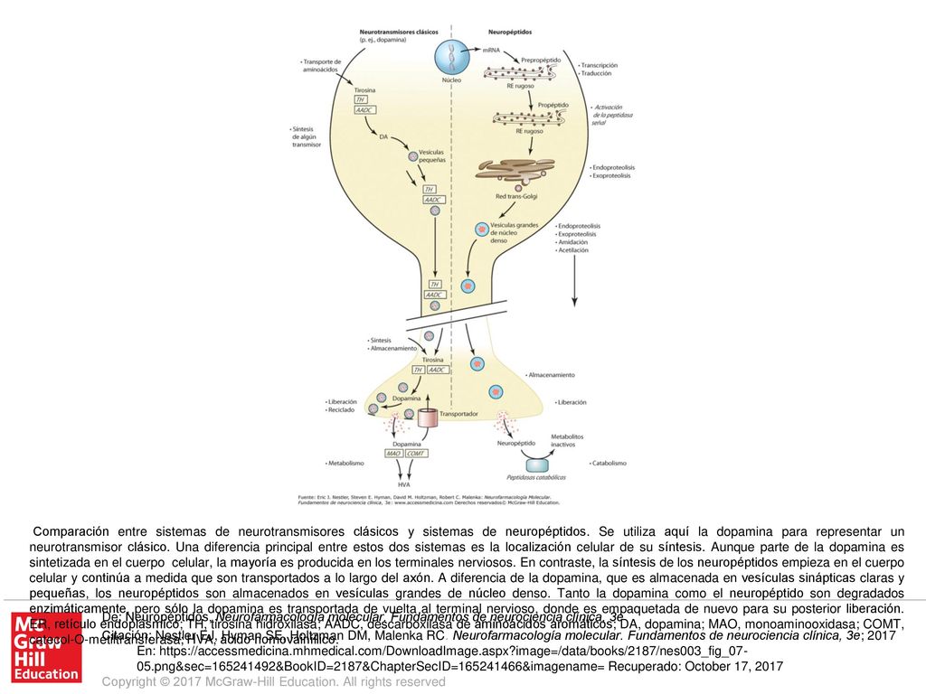 Comparación entre sistemas de neurotransmisores clásicos y sistemas de neuropéptidos. Se utiliza aquí la dopamina para representar un neurotransmisor clásico. Una diferencia principal entre estos dos sistemas es la localización celular de su síntesis. Aunque parte de la dopamina es sintetizada en el cuerpo celular, la mayoría es producida en los terminales nerviosos. En contraste, la síntesis de los neuropéptidos empieza en el cuerpo celular y continúa a medida que son transportados a lo largo del axón. A diferencia de la dopamina, que es almacenada en vesículas sinápticas claras y pequeñas, los neuropéptidos son almacenados en vesículas grandes de núcleo denso. Tanto la dopamina como el neuropéptido son degradados enzimáticamente, pero sólo la dopamina es transportada de vuelta al terminal nervioso, donde es empaquetada de nuevo para su posterior liberación. ER, retículo endoplásmico; TH, tirosina hidroxilasa; AADC, descarboxilasa de aminoácidos aromáticos; DA, dopamina; MAO, monoaminooxidasa; COMT, catecol-O-metiltransferasa; HVA, ácido homovainíllico.