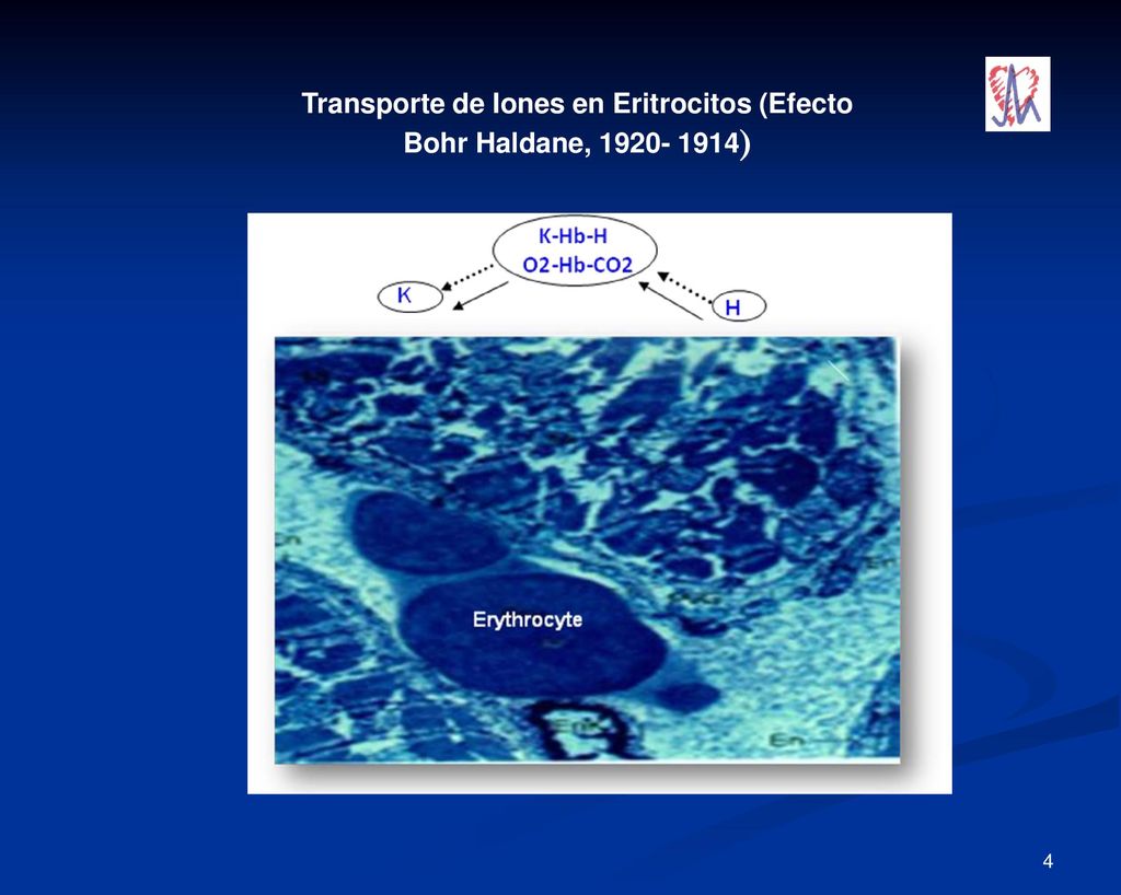 Transporte de Iones en Eritrocitos (Efecto Bohr Haldane, )