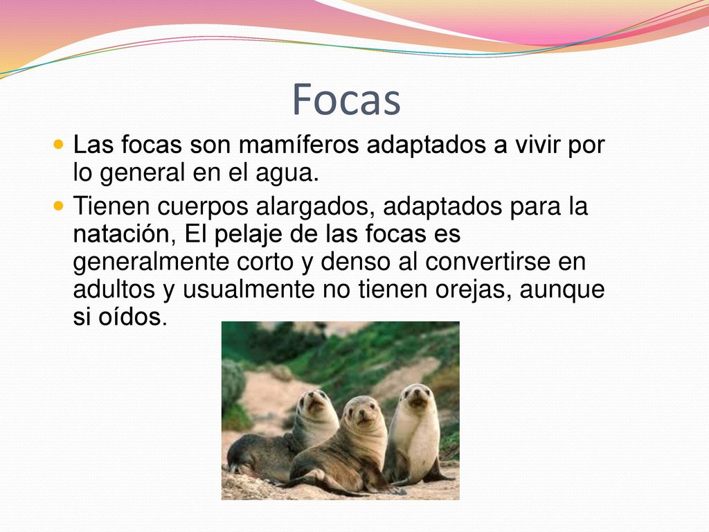 Focas Las focas son mamíferos adaptados a vivir por lo general en el agua.