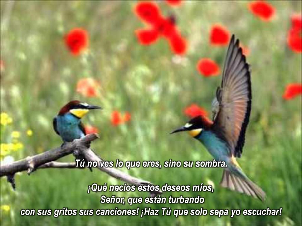 Tú no ves lo que eres, sino su sombra. ¡Qué necios estos deseos míos,