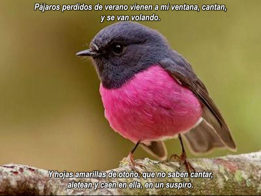 Pájaros perdidos de verano vienen a mi ventana, cantan, y se van volando.