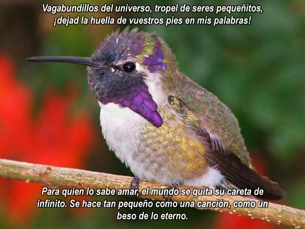Vagabundillos del universo, tropel de seres pequeñitos, ¡dejad la huella de vuestros pies en mis palabras!