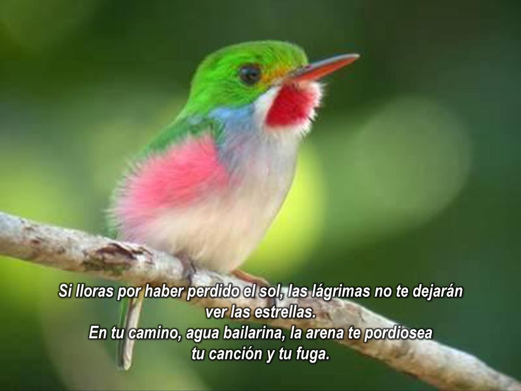 Si lloras por haber perdido el sol, las lágrimas no te dejarán ver las estrellas.