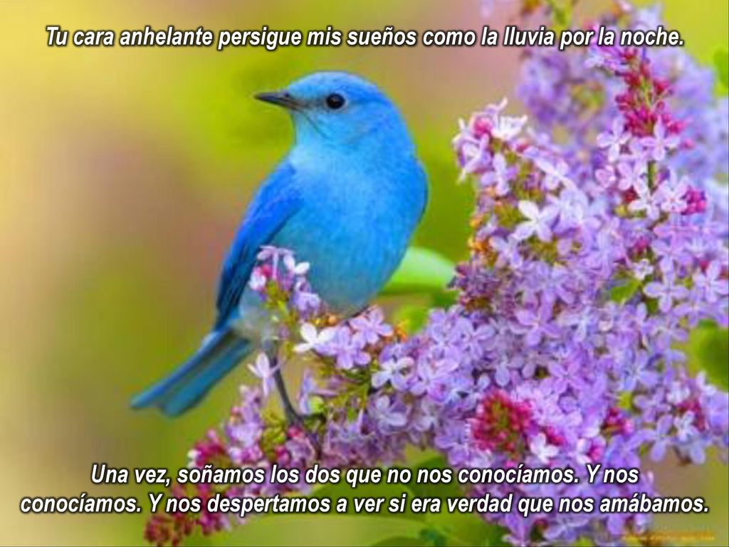 Tu cara anhelante persigue mis sueños como la lluvia por la noche.