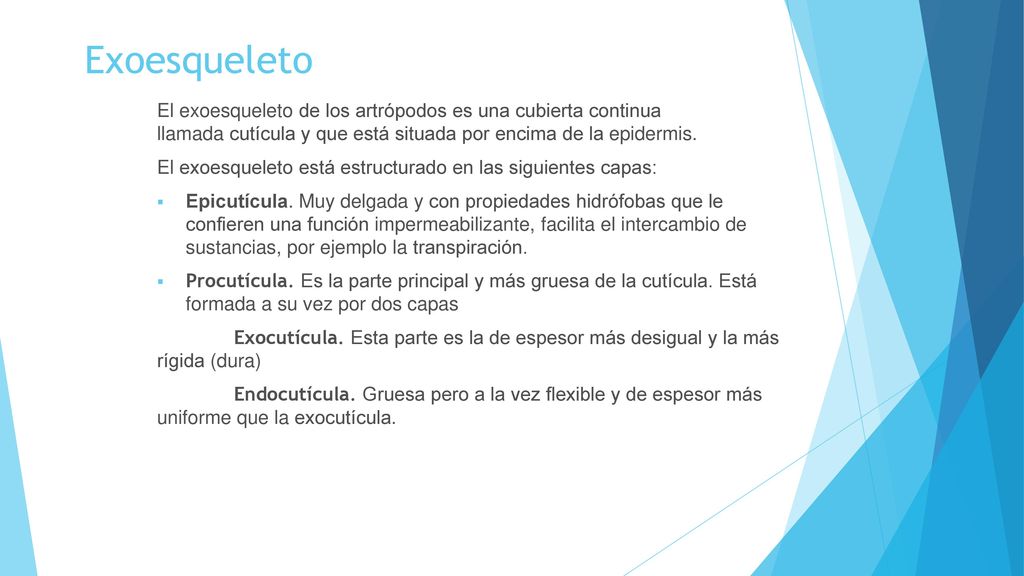Exoesqueleto El exoesqueleto de los artrópodos es una cubierta continua llamada cutícula y que está situada por encima de la epidermis.