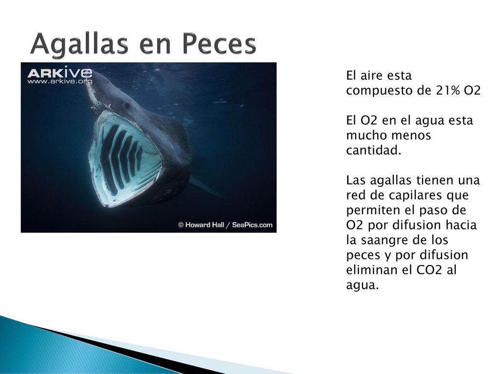 Agallas en Peces El aire esta compuesto de 21% O2