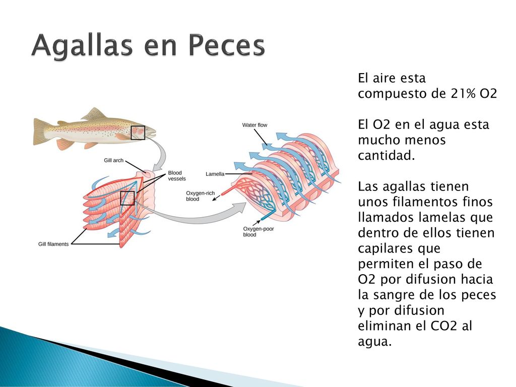 Agallas en Peces El aire esta compuesto de 21% O2