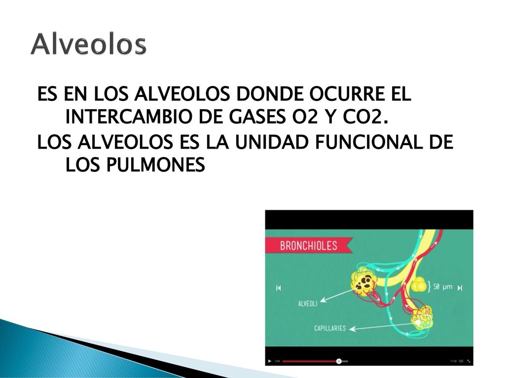 Alveolos ES EN LOS ALVEOLOS DONDE OCURRE EL INTERCAMBIO DE GASES O2 Y CO2.