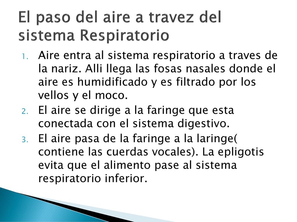 El paso del aire a travez del sistema Respiratorio
