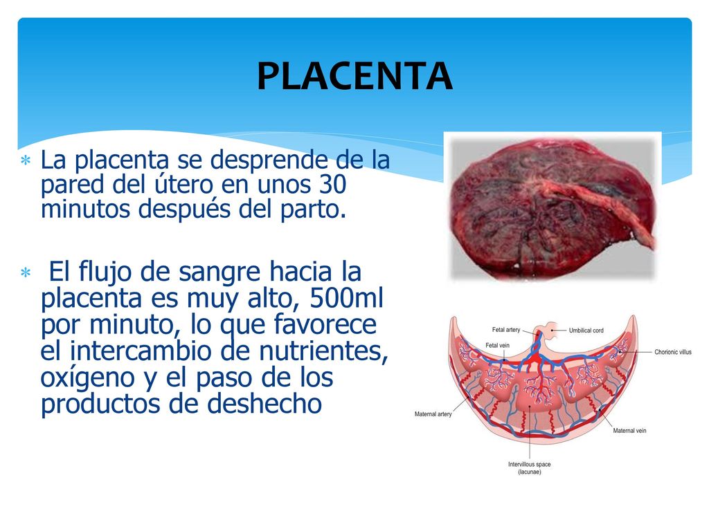 PLACENTA La placenta se desprende de la pared del útero en unos 30 minutos después del parto.