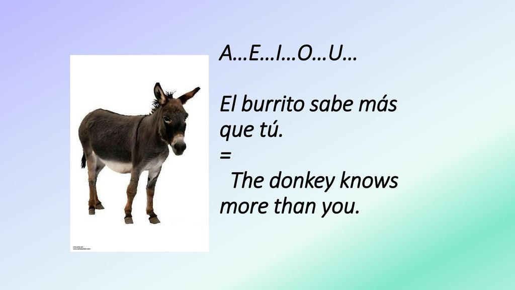 A…E…I…O…U… El burrito sabe más que tú. = The donkey knows more than you.