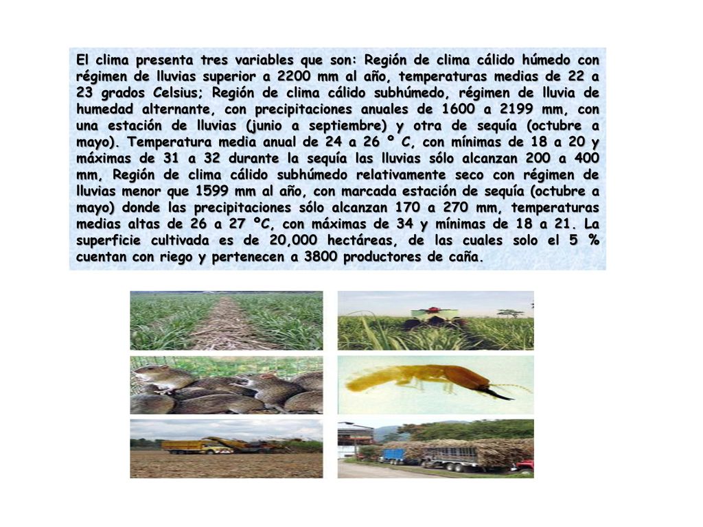 El clima presenta tres variables que son: Región de clima cálido húmedo con régimen de lluvias superior a 2200 mm al año, temperaturas medias de 22 a 23 grados Celsius; Región de clima cálido subhúmedo, régimen de lluvia de humedad alternante, con precipitaciones anuales de 1600 a 2199 mm, con una estación de lluvias (junio a septiembre) y otra de sequía (octubre a mayo).