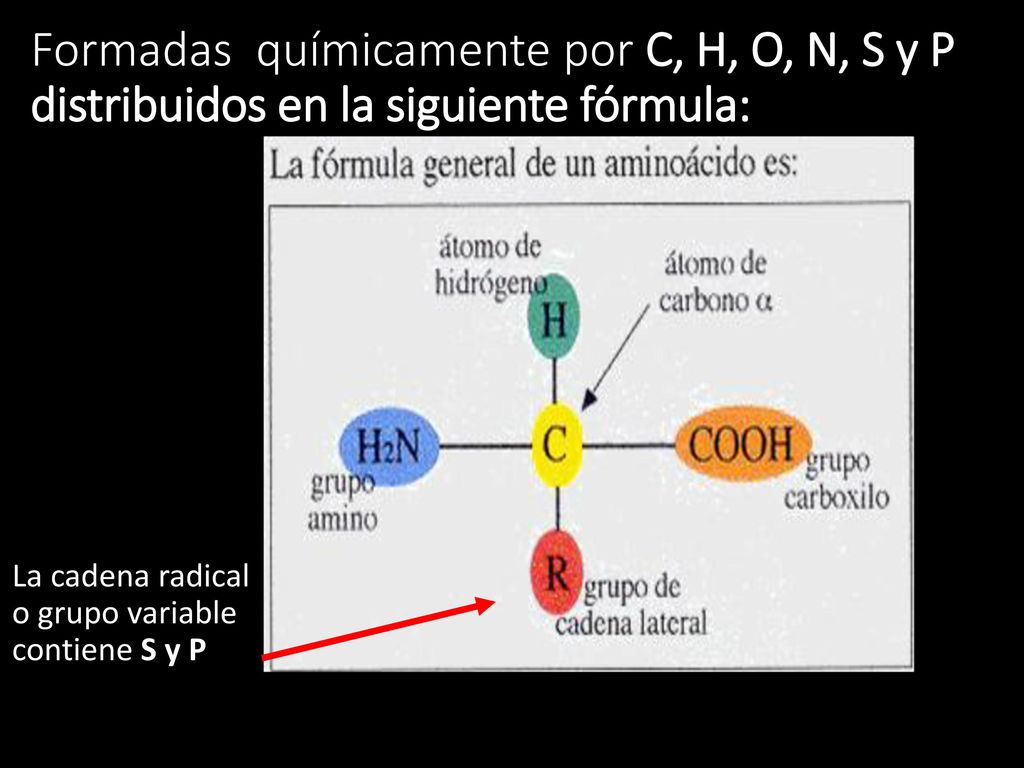 Formadas químicamente por C, H, O, N, S y P distribuidos en la siguiente fórmula: