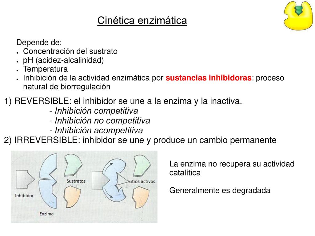 Cinética enzimática Depende de: Concentración del sustrato. pH (acidez-alcalinidad) Temperatura.