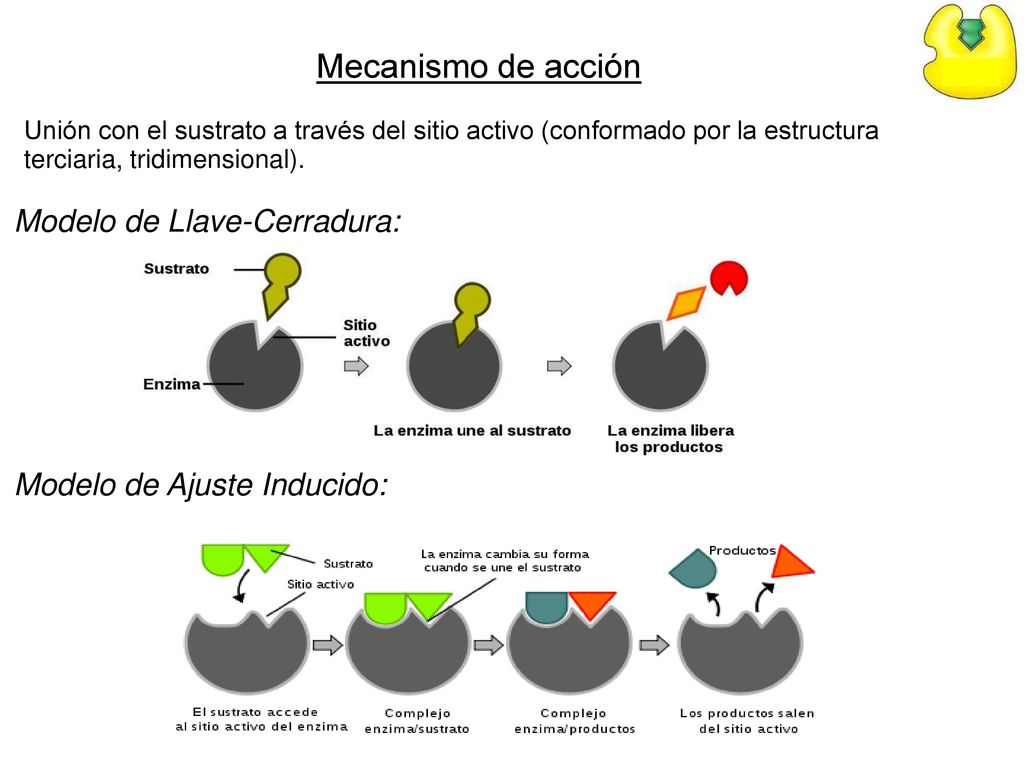 Enzimas Proteínas globulares (esféricas) - ppt descargar