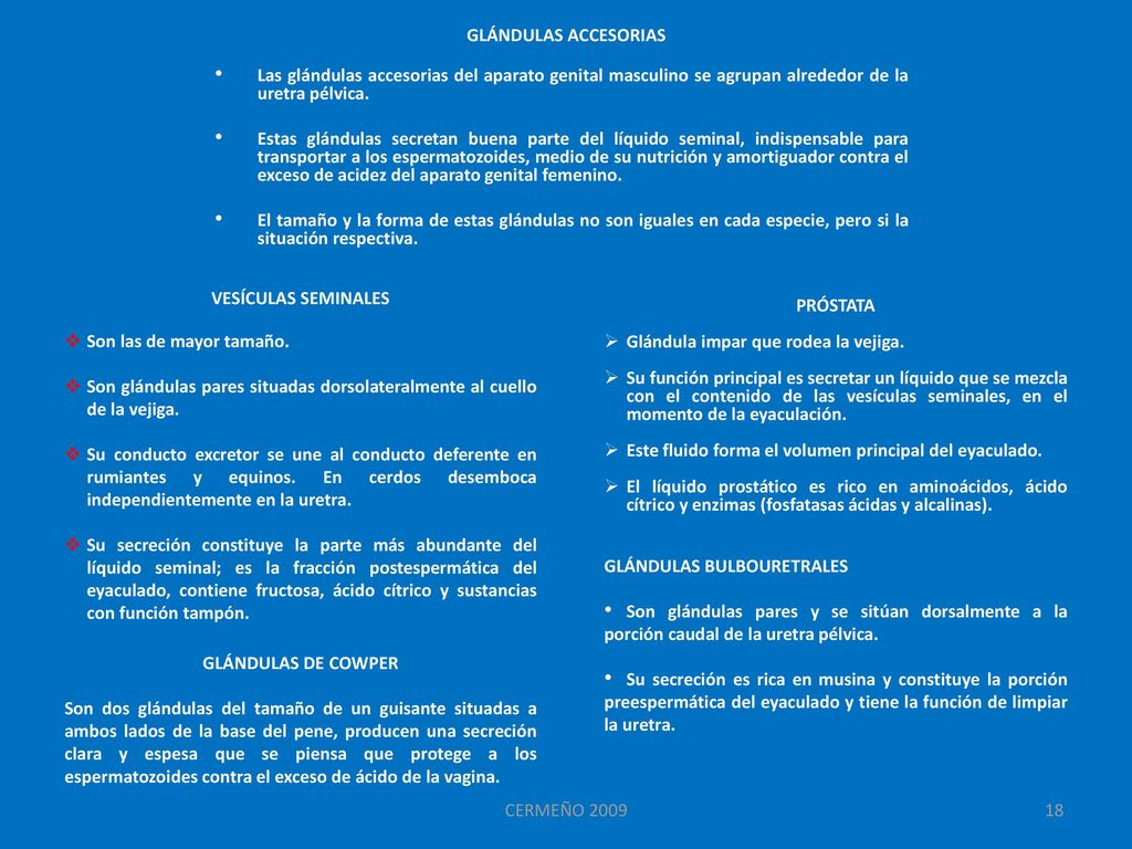 GLÁNDULAS ACCESORIAS Las glándulas accesorias del aparato genital masculino se agrupan alrededor de la uretra pélvica.