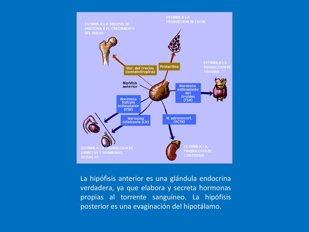 La hipófisis anterior es una glándula endocrina verdadera, ya que elabora y secreta hormonas propias al torrente sanguíneo.