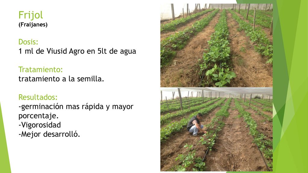 Frijol (Fraijanes) Dosis: 1 ml de Viusid Agro en 5lt de agua Tratamiento: tratamiento a la semilla.
