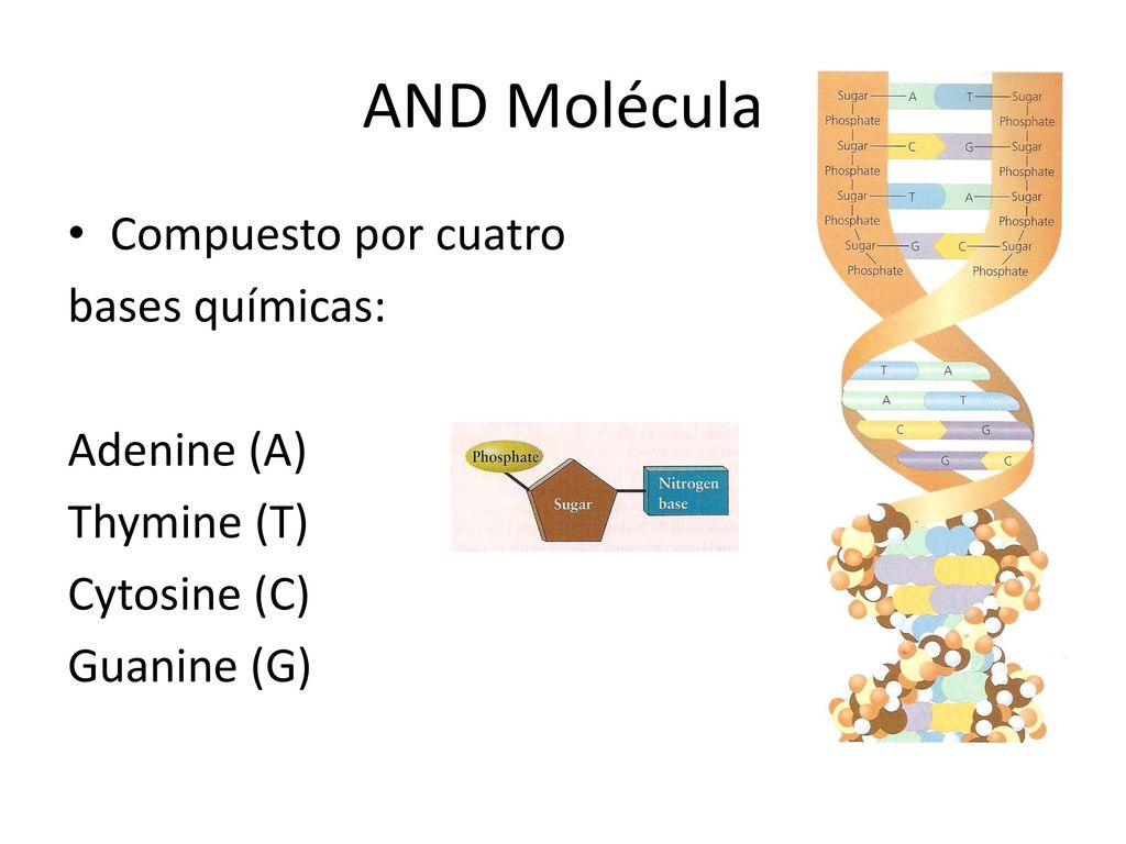 AND Molécula Compuesto por cuatro bases químicas: Adenine (A)
