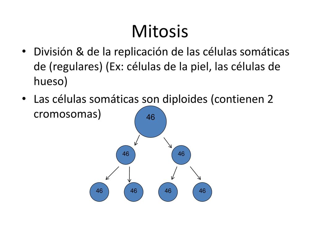 Mitosis División & de la replicación de las células somáticas de (regulares) (Ex: células de la piel, las células de hueso)