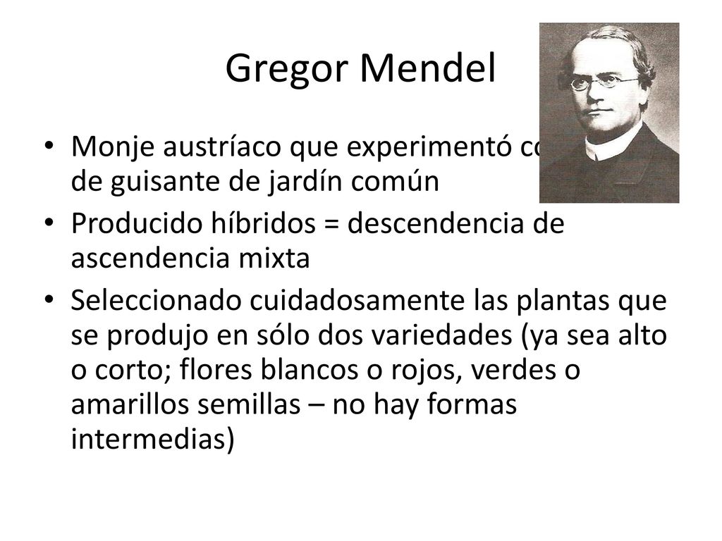 Gregor Mendel Monje austríaco que experimentó con plantas de guisante de jardín común. Producido híbridos = descendencia de ascendencia mixta.