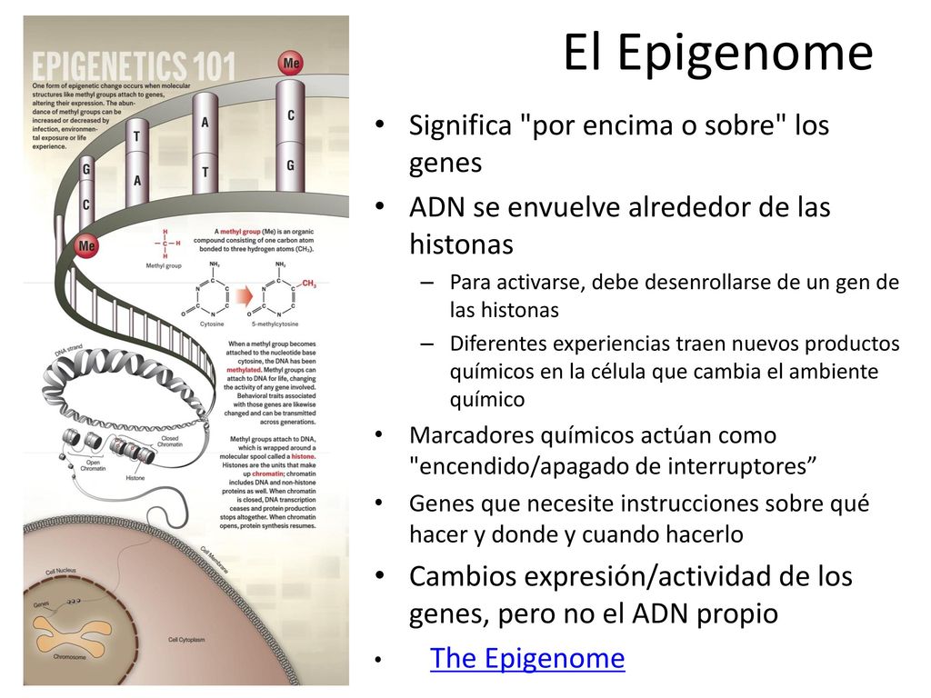 El Epigenome Significa por encima o sobre los genes