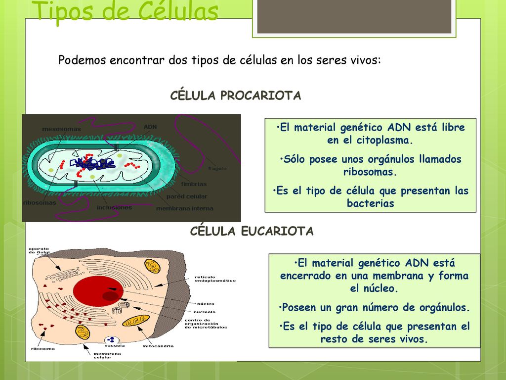Tipos de Células Podemos encontrar dos tipos de células en los seres vivos: CÉLULA PROCARIOTA.