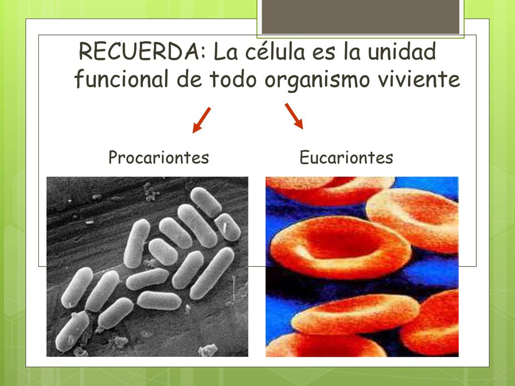 RECUERDA: La célula es la unidad funcional de todo organismo viviente